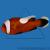 Клоун крупнополосый (полимнус)  Amphiprion polymnus