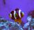 Клоун Кларка шоколадный - разводной  Amphiprion clarkii