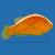 Клоун оранжевый  Amphiprion sandaracinos