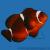 Клоун премнас (Красный трехполосый клоун)  Premnas biaculeatus