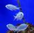 Хромис сине-зеленый  Chromis caerulea