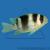 Дисхистод полосатый (окаймленный)  Dischistodus fasciatus