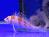 Кудрепер сокол (Карликовый кудрепер)  Cirrhitichthys falco