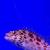 Кудрепер коралловый (Кудрепер-эльф) MCirrhitichthys oxycephalus (Cirrhites oxycephalus) | Цена: 2250 | На складе 2 шт.