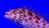 Кудрепер коралловый (Кудрепер-эльф)  Cirrhitichthys oxycephalus (Cirrhites oxycephalus)