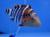 Хейлин красногрудый  Cheilinus fasciatus