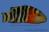 Хейлин красногрудый  Cheilinus fasciatus