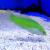 Тамарин зеленый MHalichoeres chloropterus | Цена: 2495 | На складе 1 шт.