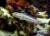 Бычок-валансьенн длинноплавничный  Valenciennea longipinnis