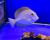 Хирург Бариена  Acanthurus bariene