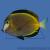 Хирург японский (бронзовый)  Acanthurus japonicus