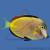 Хирург японский (бронзовый)  Acanthurus japonicus