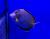 Хирург японский (бронзовый)  Acanthurus japonicus