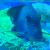 Хирург белопятнистый  Acanthurus maculiceps