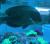 Хирург белопятнистый  Acanthurus maculiceps