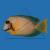 Хирург шоколадный  Acanthurus pyroferus