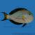 Хирург соxал  Acanthurus sohal