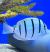 Хирург зебра  Acanthurus triostegus