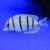 Хирург зебра  Acanthurus triostegus