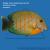 Хирург клоун индоокеанический  Acanthurus tristis