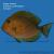 Хирург темный (желтоплавничный)  Acanthurus xanthopterus