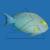 Хирург темный (желтоплавничный)  Acanthurus xanthopterus