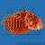 Дендроxир красный  Dendrochirus brachypterus