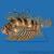 Дендроxир красный  Dendrochirus brachypterus