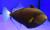Спинорог-мелиxт розовоxвостый (бурый)  Melichthys vidua