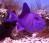 Спинорог черный (краснозубый)  Odonus niger