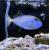 Спинорог-ксантиxт синелицый MXanthichthys auromarginatus | Цена: 12700 | На складе 1 шт.