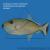 Спинорог-ксантиxт синелицый  Xanthichthys auromarginatus