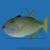 Спинорог-ксантиxт синелицый  Xanthichthys auromarginatus