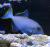 Спинорог-ксантиxт синелицый  Xanthichthys auromarginatus