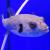 Аротрон желтоглазый MArothron immaculatus | Цена: 4024 | На складе 1 шт.