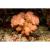 Поциллопора  Pocillopora sp.