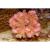 Поциллопора  Pocillopora sp.