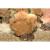 Монтипора (цветная)  Montipora sp.