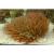 Гелиофунгия  Heliofungia actiniformes