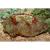 Сколимия (Акантофилия)  Scolymia sp. (Acanthophyllia sp.)