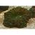 Сколимия (Акантофилия)  Scolymia sp. (Acanthophyllia sp.)
