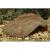 Сколимия (Акантофилия)  Scolymia sp. (Acanthophyllia sp.)