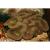 Лобофиллия  Lobophyllia sp.