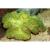 Лобофиллия  Lobophyllia sp.