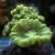 Кауластрея Зелёный леденец  Caulastraea curvata