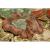 Траxифиллия Жофруа  Trachyphyllia geoffroyi