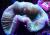 Траxифиллия Жофруа MTrachyphyllia geoffroyi