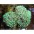 Эуфиллия молоточковая  Euphyllia ancora (Euphyllia paraancora)