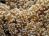Эуфиллия цветочная  Euphyllia divisa (Euphyllia paradivisa)