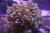 Эуфиллия цветочная  Euphyllia divisa (Euphyllia paradivisa)